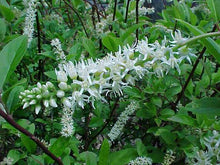 Load image into Gallery viewer, Itea virginica 'Henry's Garnet'
