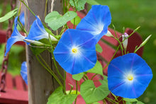 Load image into Gallery viewer, Morning Glory &#39;Heavenly Blue&#39;
