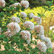 Load image into Gallery viewer, Korean Spice Viburnum
