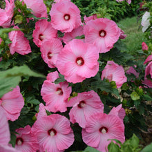 Load image into Gallery viewer, Hibiscus &#39;Airbrush Effect&#39;
