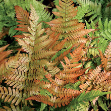 Load image into Gallery viewer, Fern 'Autumn Brilliance'
