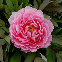 Load image into Gallery viewer, Tree Peony &#39;Light Pink&#39;
