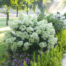 Load image into Gallery viewer, Hydrangea 'Bobo®'
