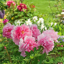 Load image into Gallery viewer, Tree Peony &#39;Light Pink&#39;
