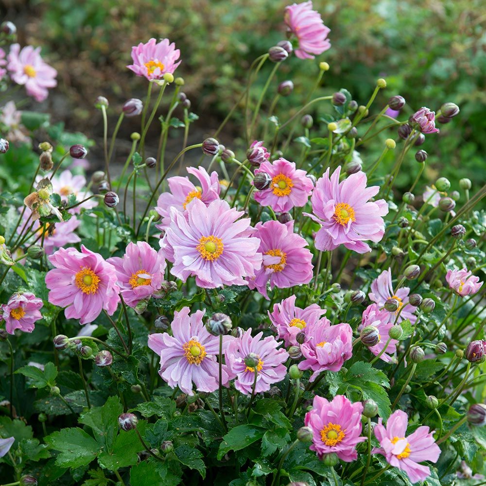 Anemone 'Pretty Lady Emily'