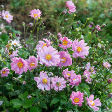 Load image into Gallery viewer, Anemone &#39;Pretty Lady Emily&#39;
