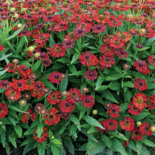 Load image into Gallery viewer, Helenium &#39;Salsa&#39;

