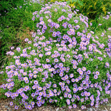 Load image into Gallery viewer, Aster &#39;October Skies&#39;

