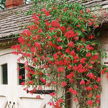 Load image into Gallery viewer, Lonicera &#39;Major Wheeler&#39;
