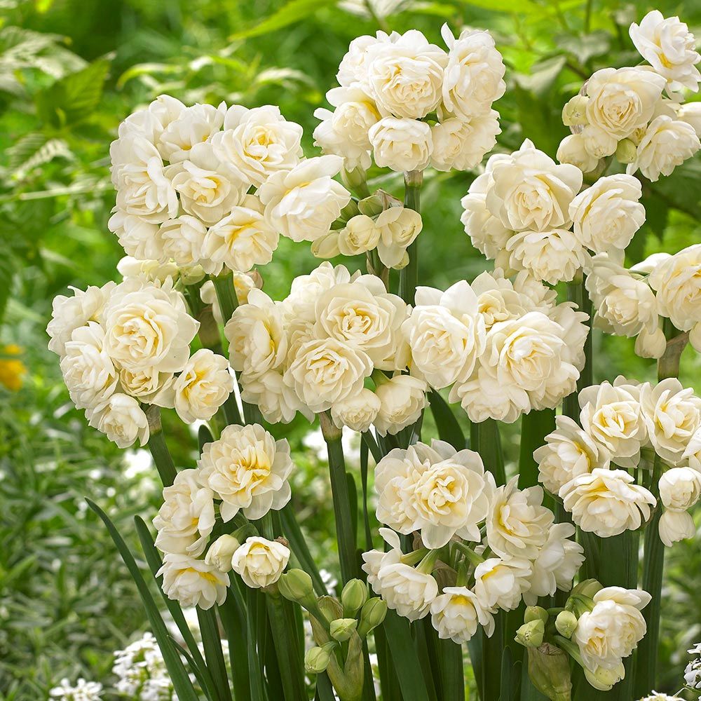 Daffodil 'Erlicheer'