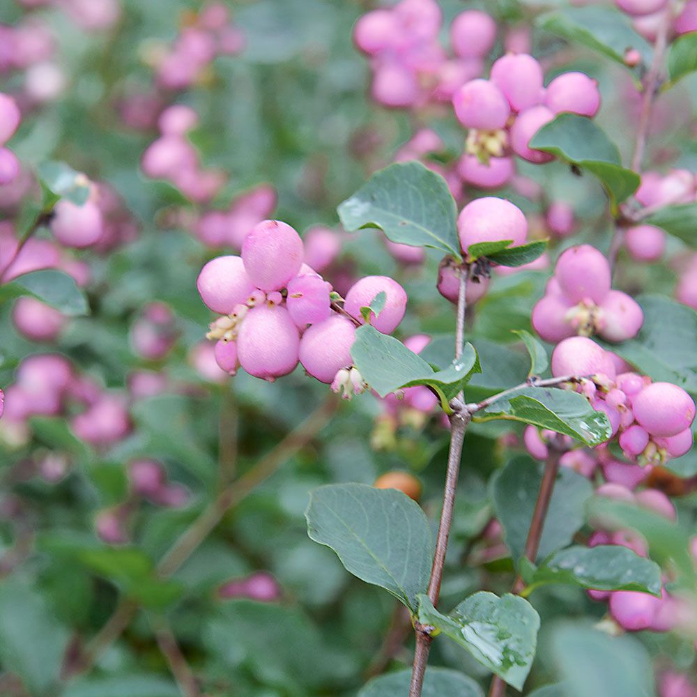 Coralberry 'Proud Berry'