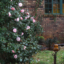 Load image into Gallery viewer, Camellia &#39;April Remembered&#39;
