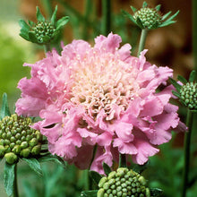 Load image into Gallery viewer, Scabiosa 'Pink Mist'
