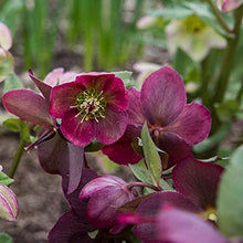 Load image into Gallery viewer, Helleborus &#39;Anna&#39;s Red&#39;
