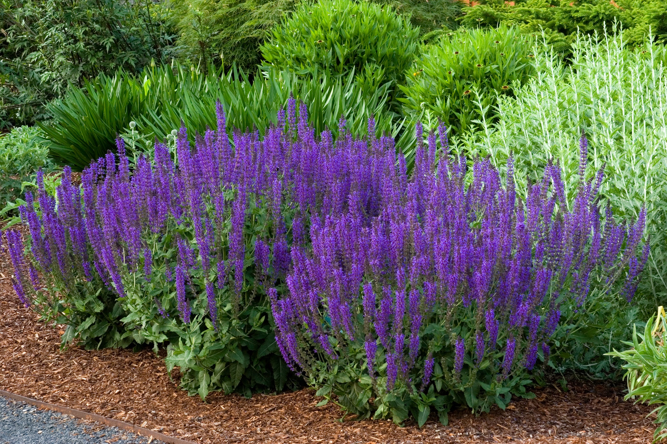 Salvia 'May Night'