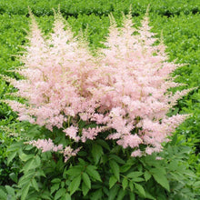 Load image into Gallery viewer, Astilbe &#39;Younique™ Silvery Pink&#39;

