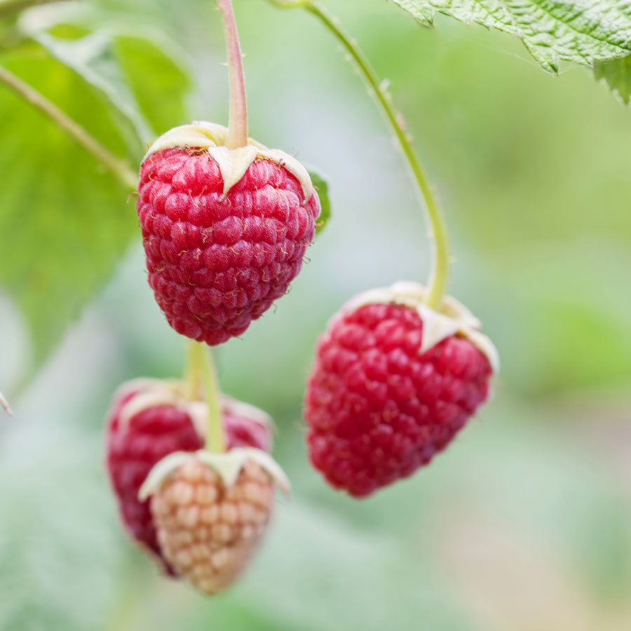 Raspberry 'Willamette'