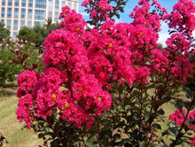 Load image into Gallery viewer, Crape Myrtle &#39;Pink Velour&#39;
