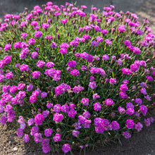 Load image into Gallery viewer, Dianthus Mountain Frost™ 'Pink PomPom'
