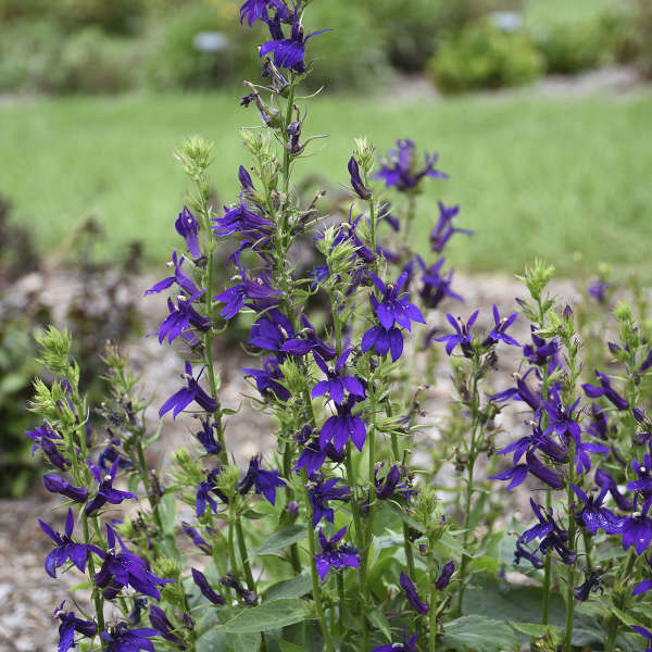 Lobelia 'Starship Blue'