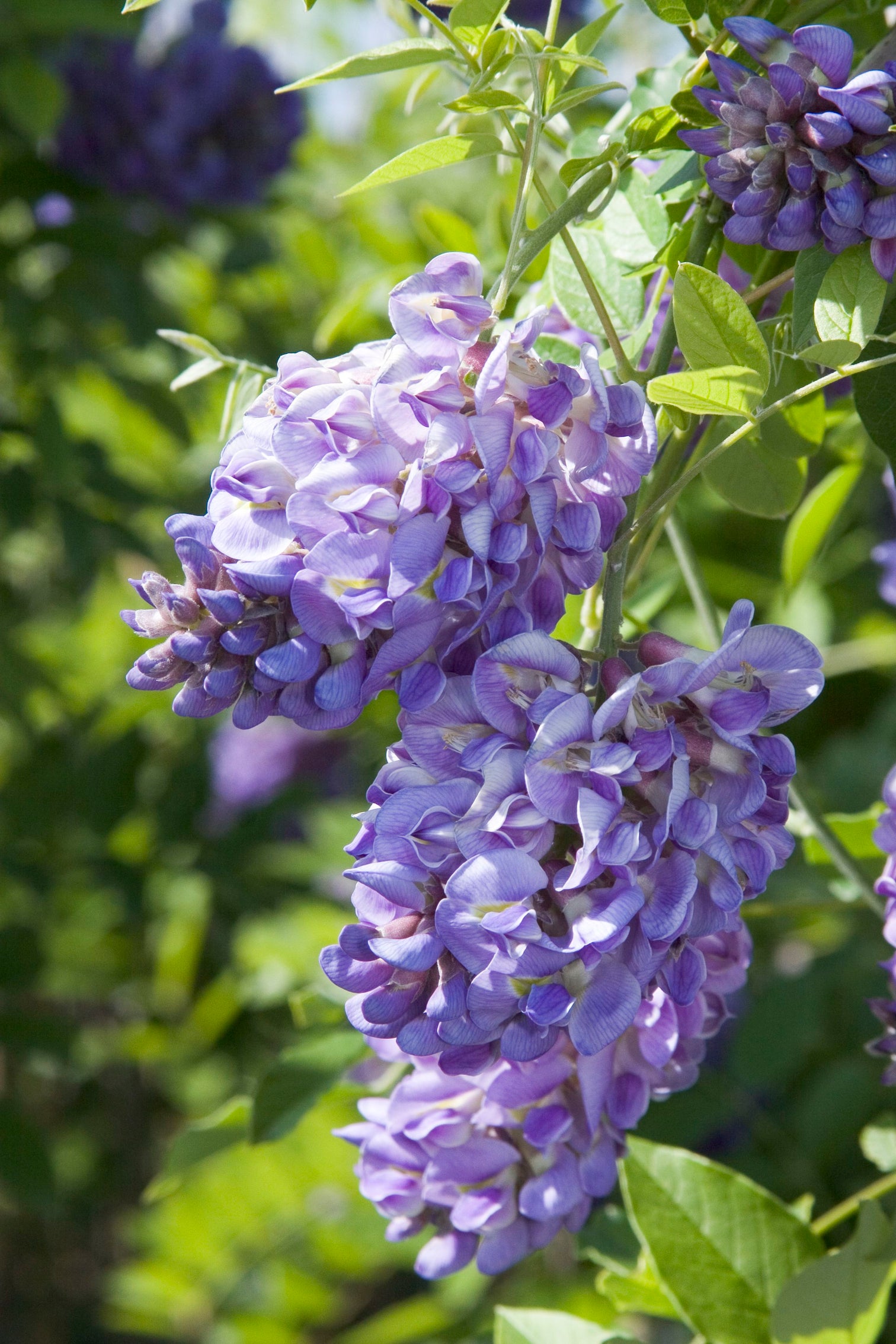 Wisteria 'Amethyst Falls' – BloomBox