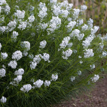 Load image into Gallery viewer, Amsonia hubrichtii
