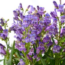 Load image into Gallery viewer, Penstemon &#39;Rock Candy® Blue&#39;
