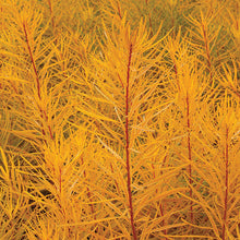Load image into Gallery viewer, Amsonia &#39;Butterscotch&#39;
