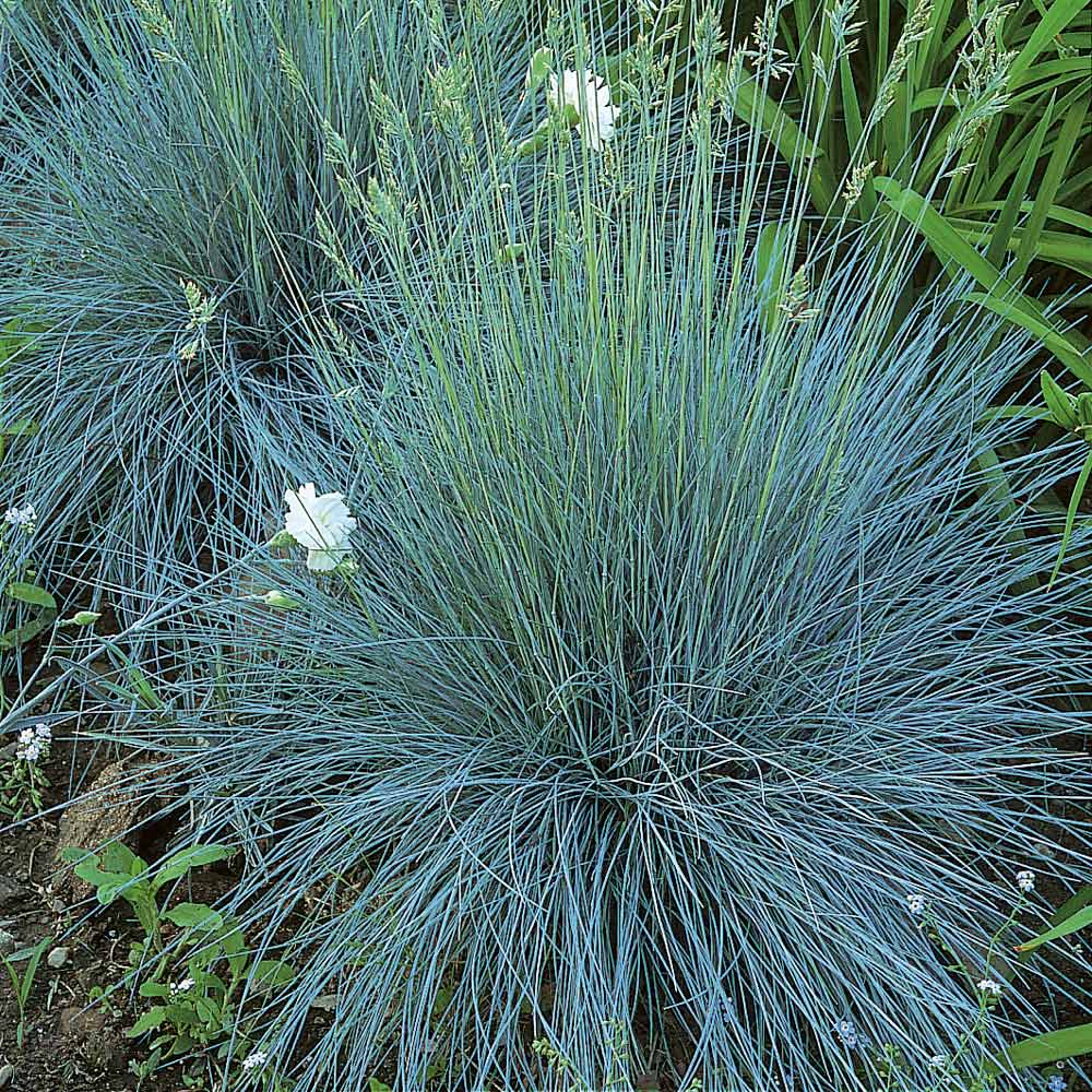 Festuca 'Elijah Blue' – BloomBox