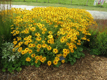 Load image into Gallery viewer, Rudbeckia deamii
