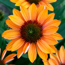 Load image into Gallery viewer, Echinacea Prima™ &#39;Ginger&#39;
