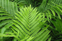 Load image into Gallery viewer, Fern &#39;Ostrich&#39;
