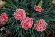 Load image into Gallery viewer, Dianthus Scent First® &#39;Coral Reef&#39;
