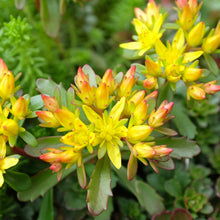 Load image into Gallery viewer, Sedum 'Weihenstephaner Gold'
