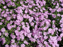 Load image into Gallery viewer, Phlox &#39;Fort Hill&#39;
