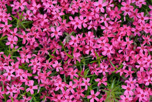 Load image into Gallery viewer, Phlox &#39;Scarlet Flame&#39;
