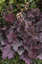 Load image into Gallery viewer, Heuchera &#39;Carnival Rose Granita&#39;
