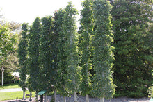 Load image into Gallery viewer, Colonnade® &#39;Northpole&#39; Columnar Apple Tree
