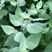 Load image into Gallery viewer, Pycnanthemum muticum
