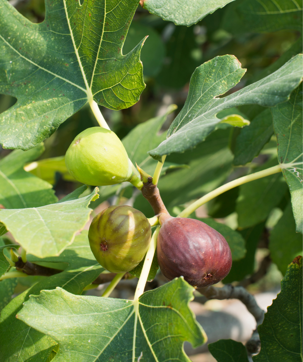 Fig Tree - 'Chicago Hardy'