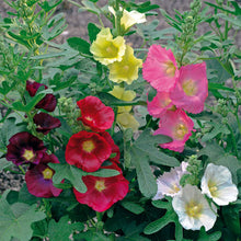 Load image into Gallery viewer, Alcea 'Las Vegas'
