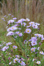 Load image into Gallery viewer, Aster laevis (Smooth Aster)
