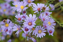 Load image into Gallery viewer, Aster laevis (Smooth Aster)
