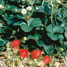 Load image into Gallery viewer, Strawberry Berries Galore®
