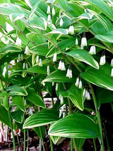 Load image into Gallery viewer, Polygonatum Odoratum Variegatum (Solomon&#39;s Seal)
