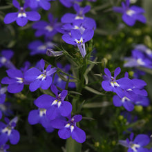 Load image into Gallery viewer, Lobelia &#39;Techno Dark Blue&#39;
