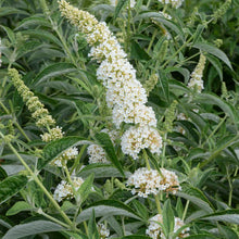 Load image into Gallery viewer, Buddleia &#39;Little Angel&#39;
