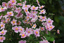 Load image into Gallery viewer, Anemone &#39;Robustissima&#39;
