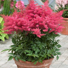 Load image into Gallery viewer, Astilbe &#39;Younique™ Cerise&#39;
