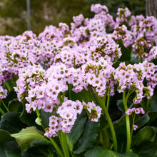 Load image into Gallery viewer, Bergenia &#39;Fairytale Romance&#39;
